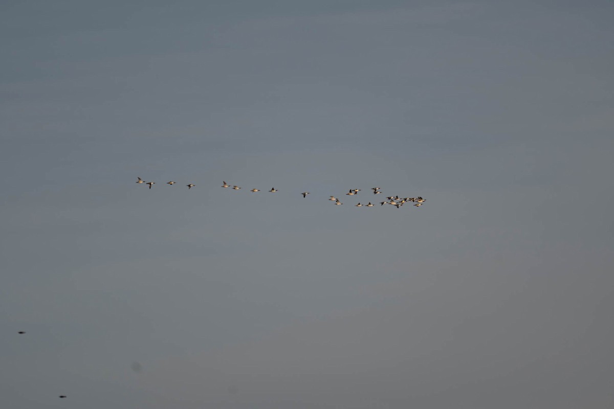 Common Merganser - ML645528759