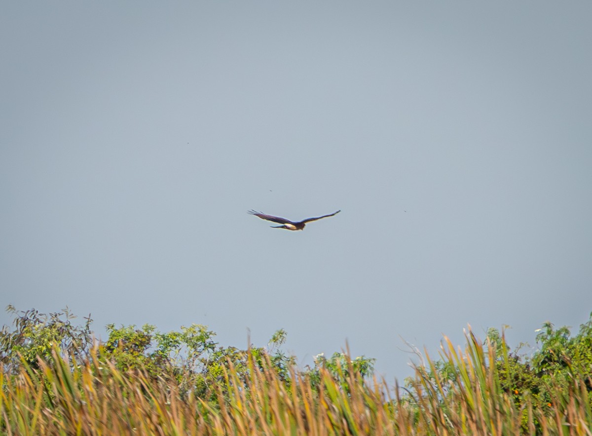 זרון אמריקני - ML645528766