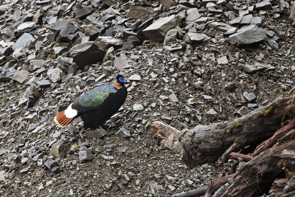 Sclater's Monal (Band-tailed) - ML645528768