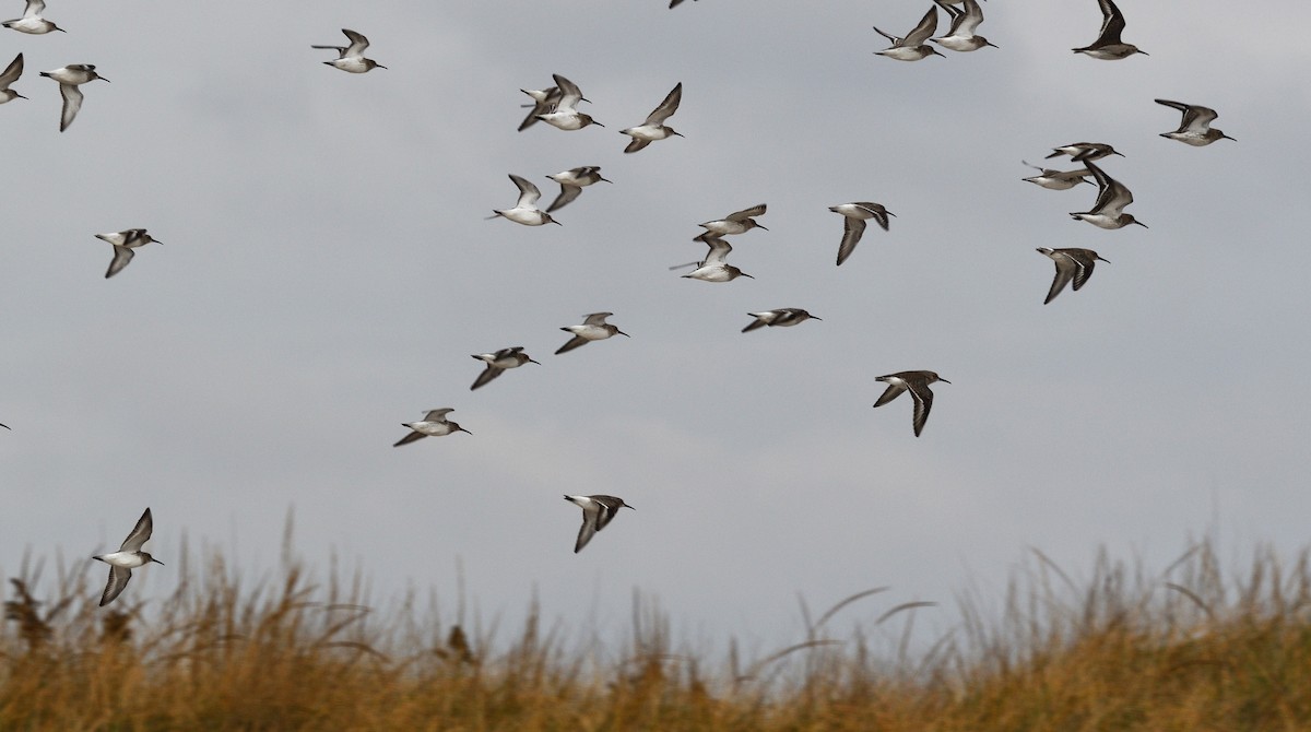 jespák písečný - ML645528774