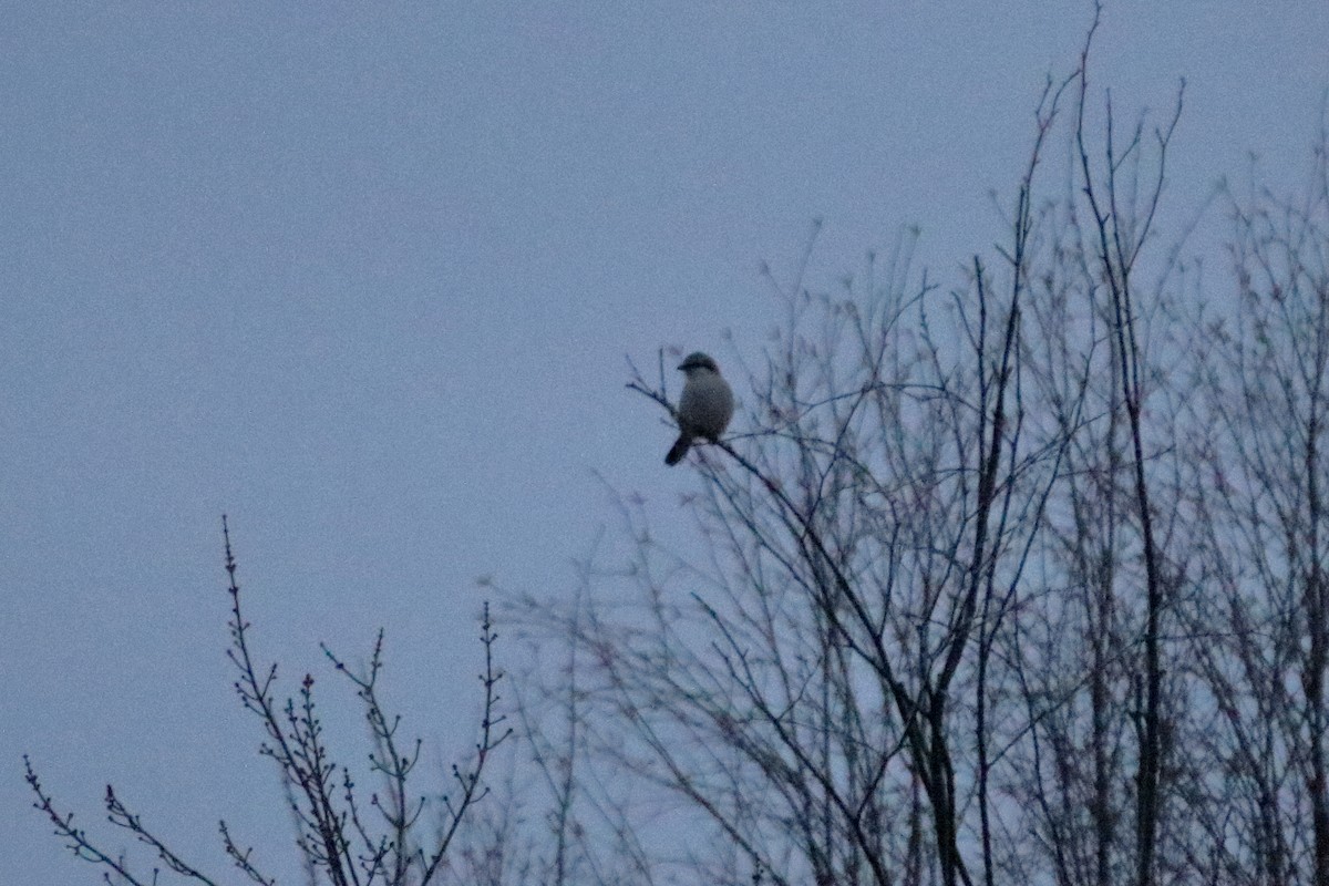 Northern Shrike - ML645528781