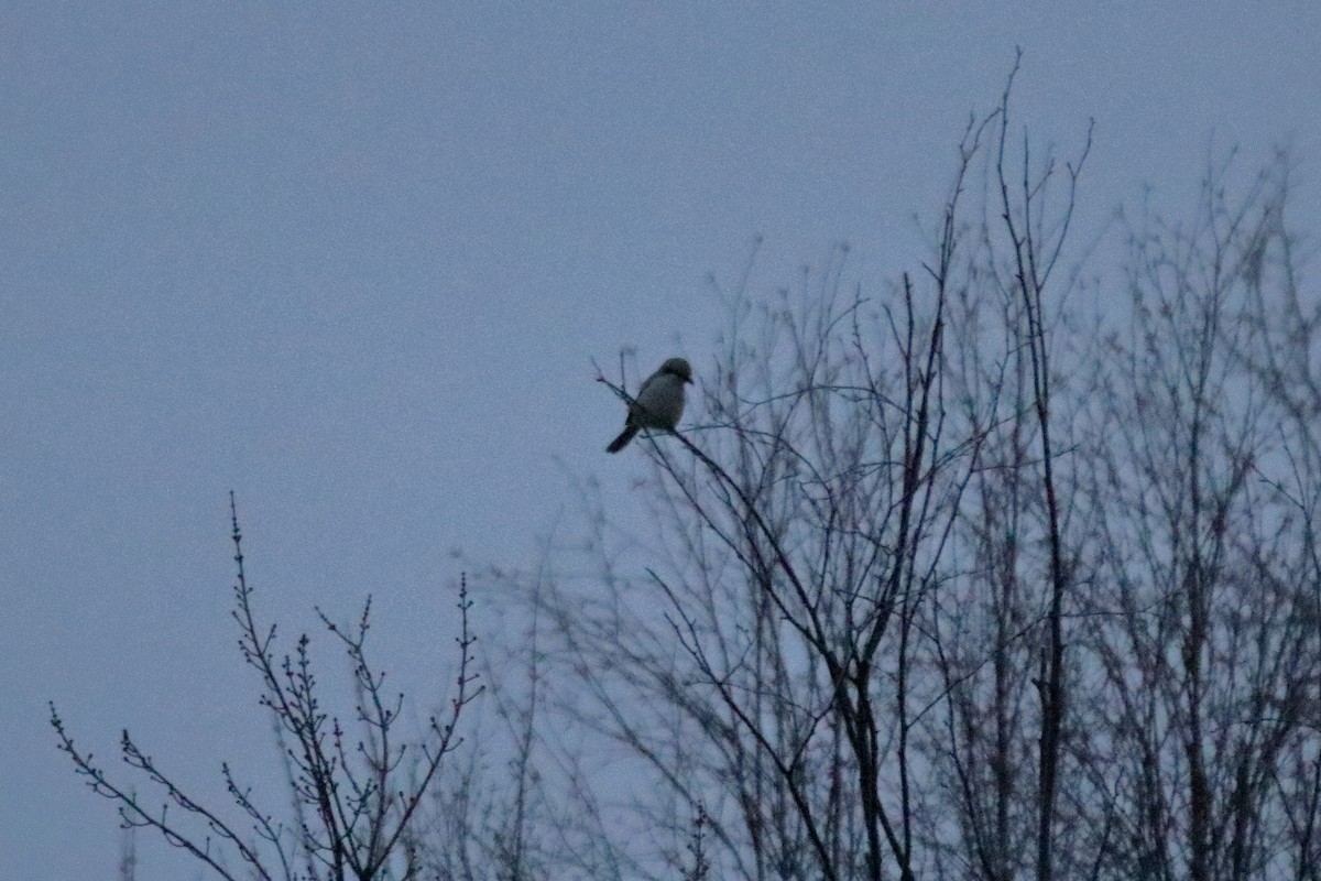 Northern Shrike - ML645528782