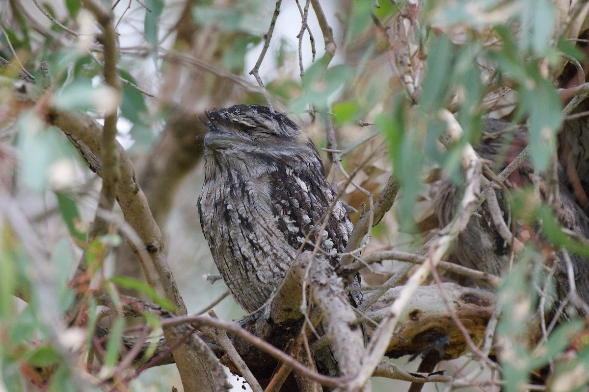 Tawny Frogmouth - ML645528783