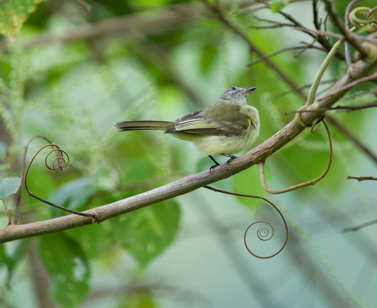 Mouse-colored Tyrannulet - ML645528784
