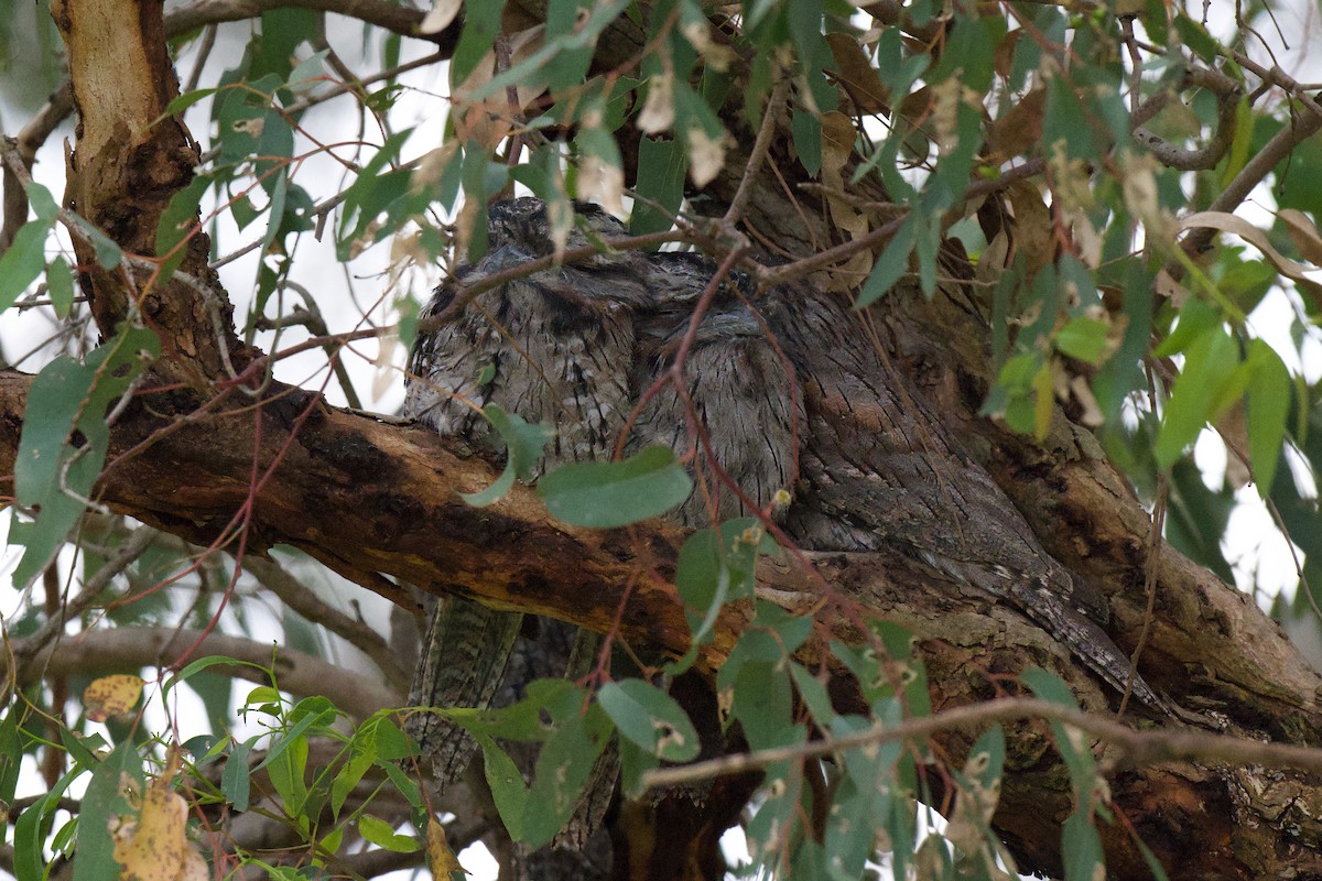 Tawny Frogmouth - ML645528785