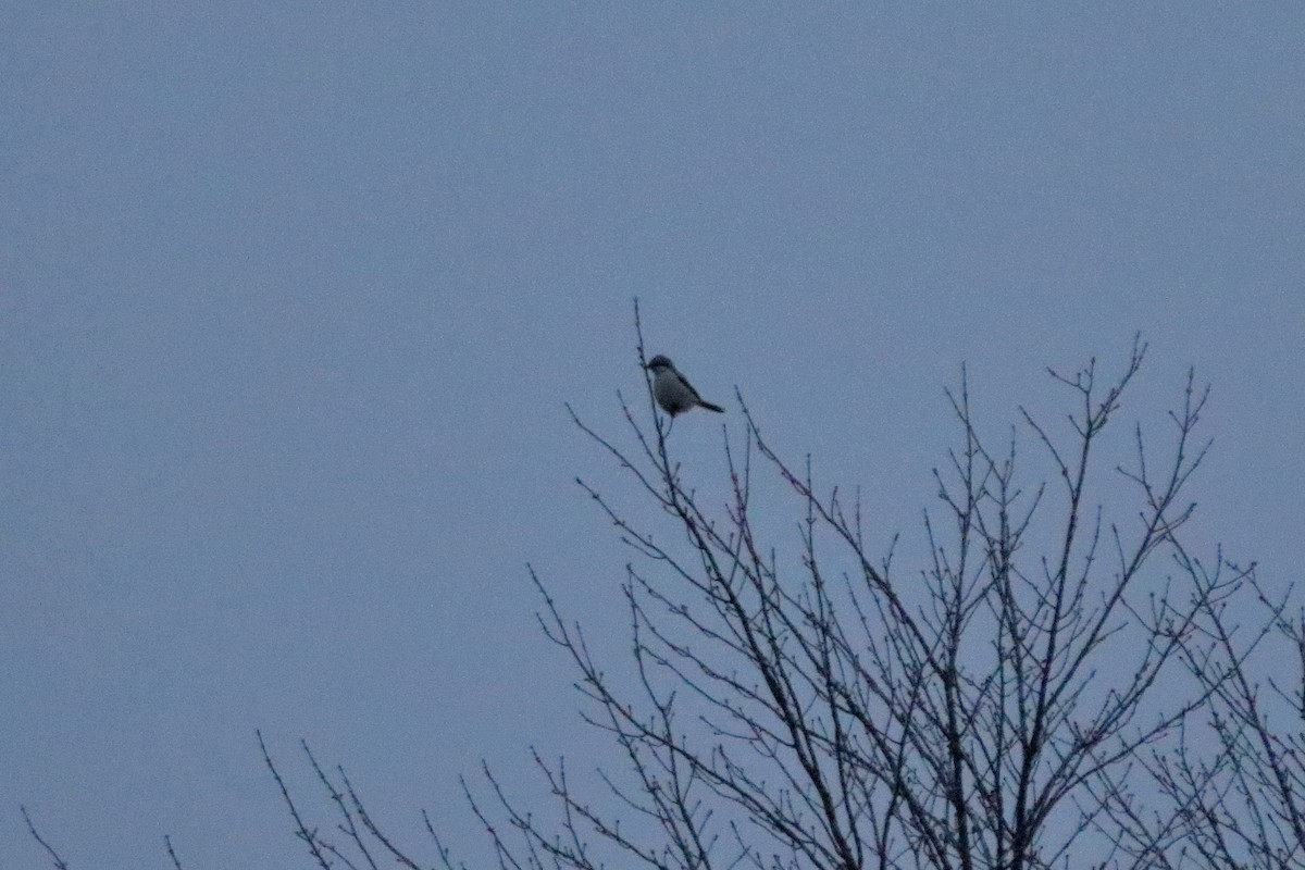 Northern Shrike - ML645528786