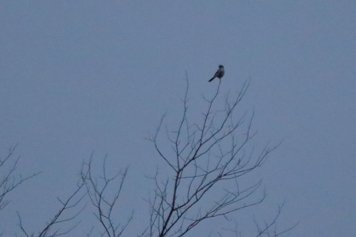 Northern Shrike - ML645528787