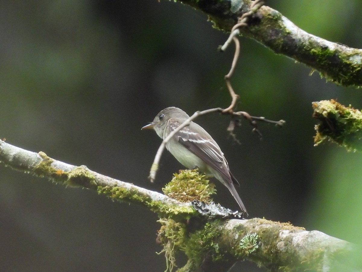Eastern Wood-Pewee - ML645528788