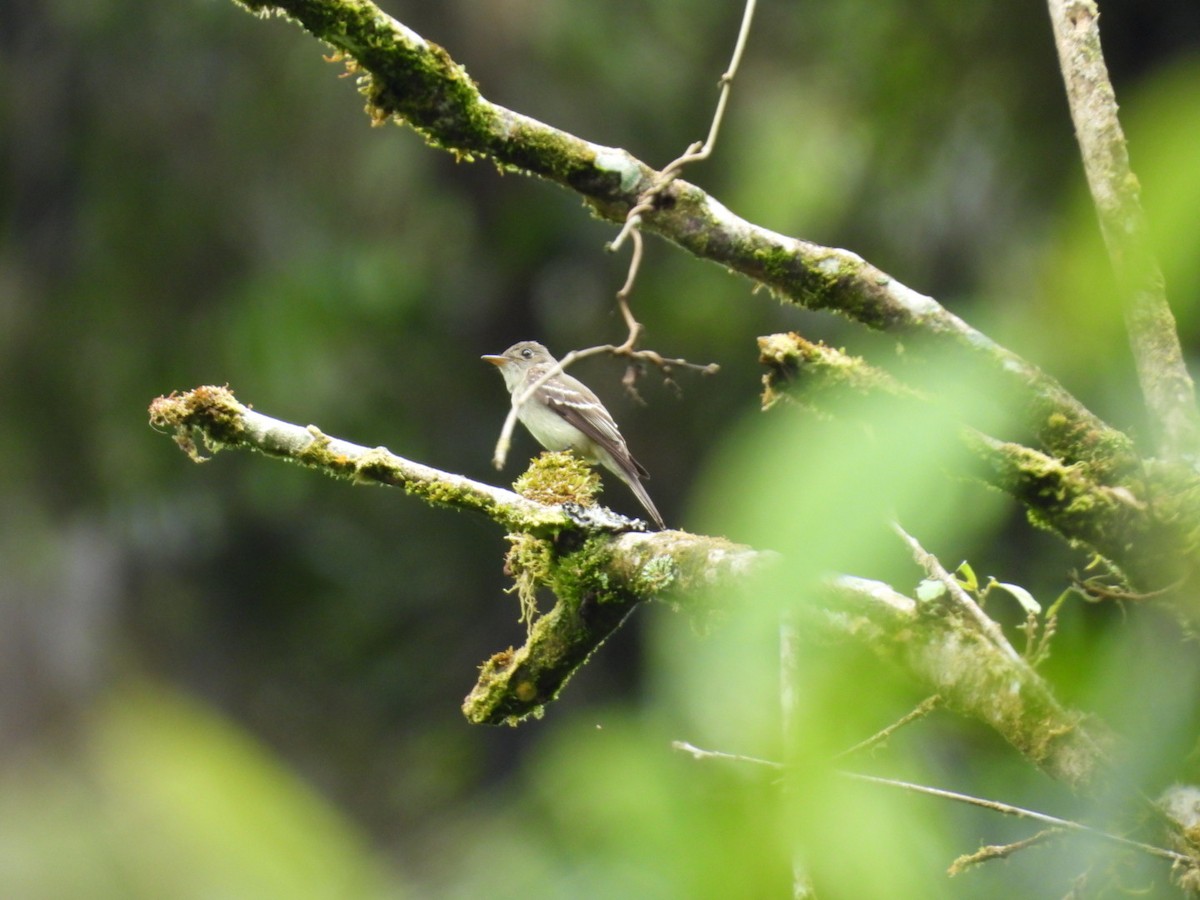 Eastern Wood-Pewee - ML645528789