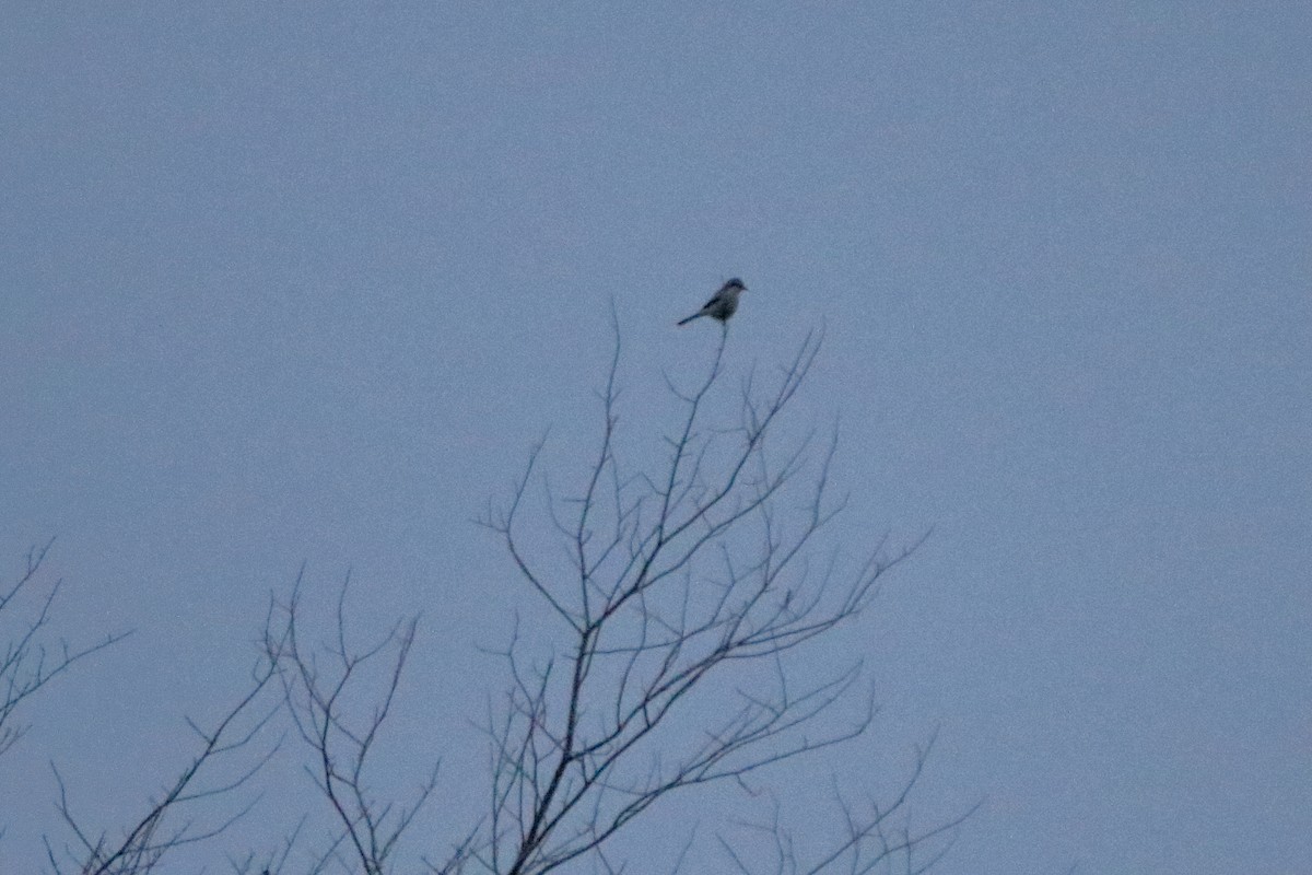 Northern Shrike - ML645528790