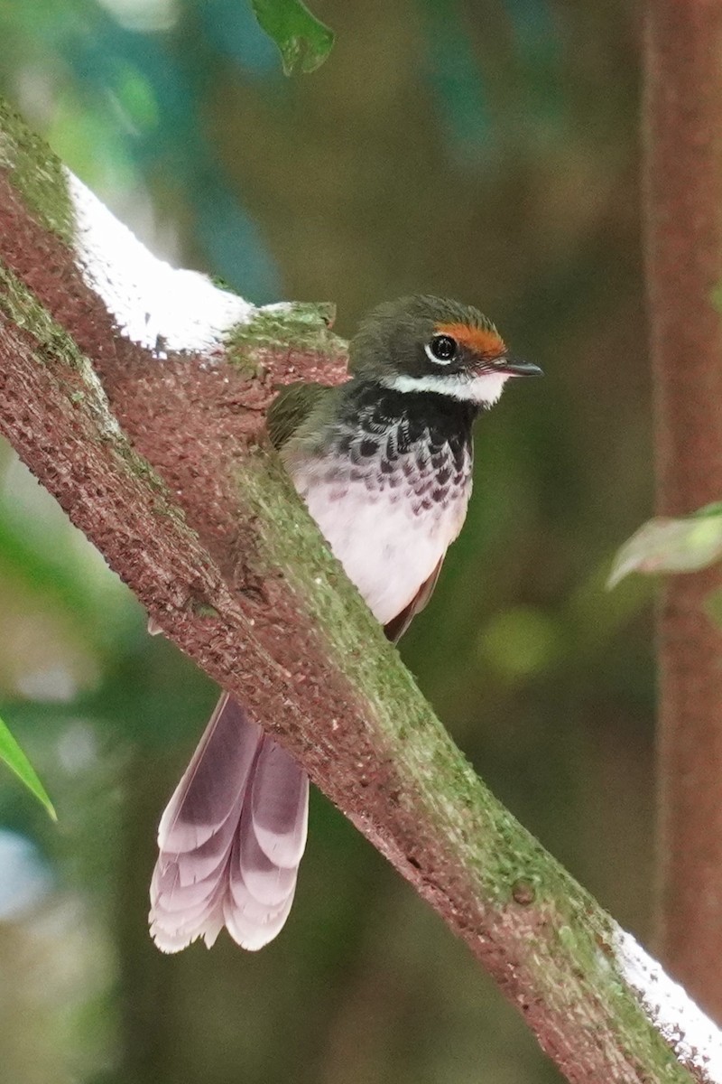 Australian Rufous Fantail - ML645528791