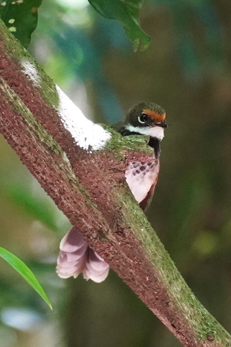 Australian Rufous Fantail - ML645528792