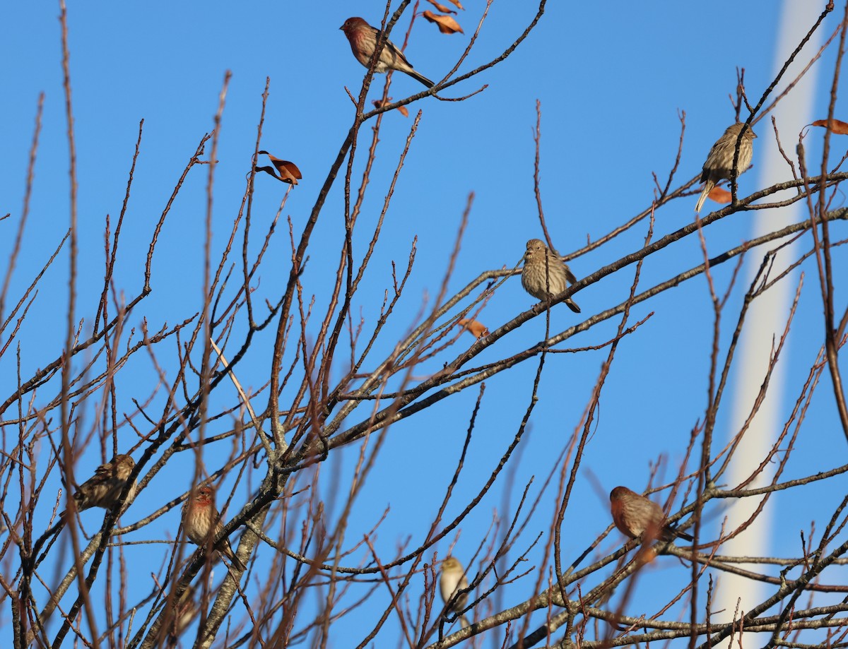 House Finch - ML645528794
