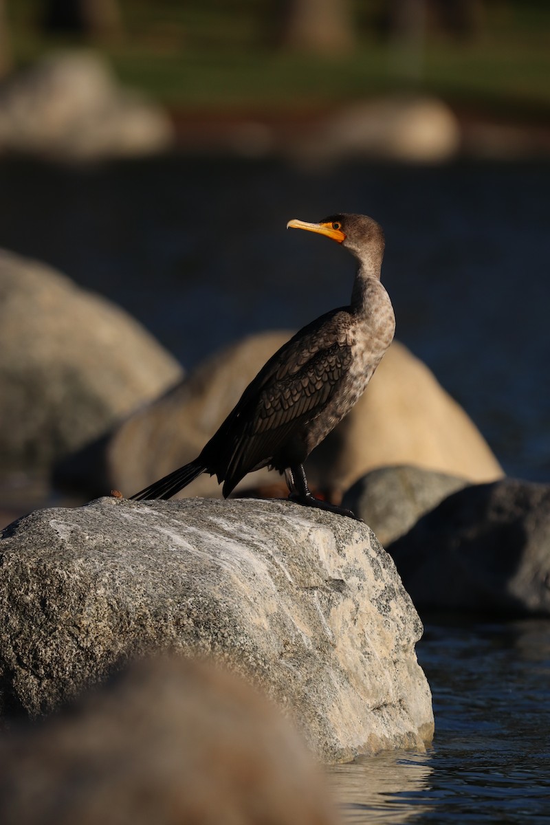 Double-crested Cormorant - ML645528796
