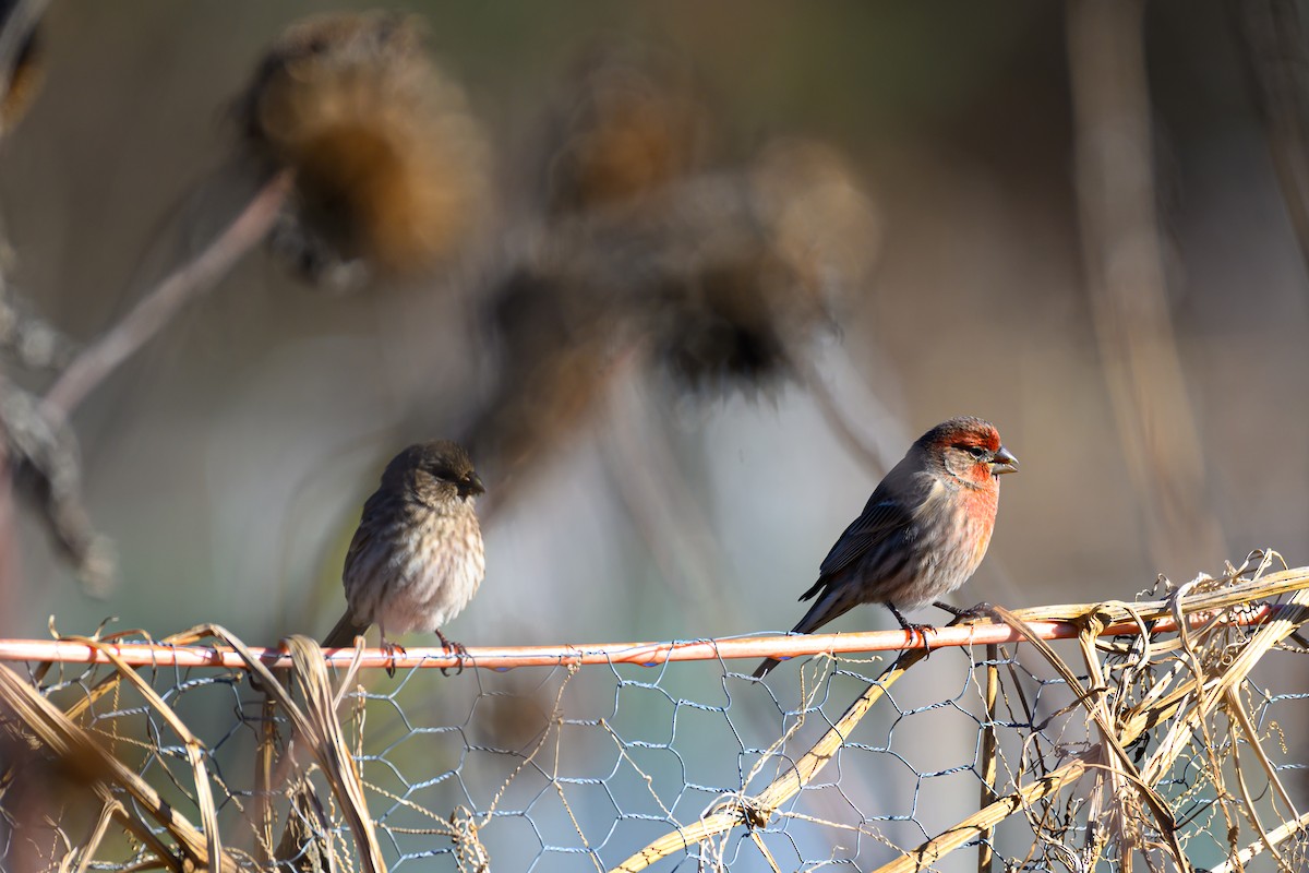 House Finch - ML645528797