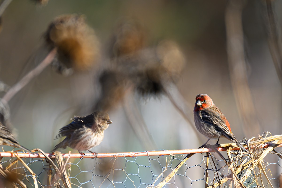 House Finch - ML645528798