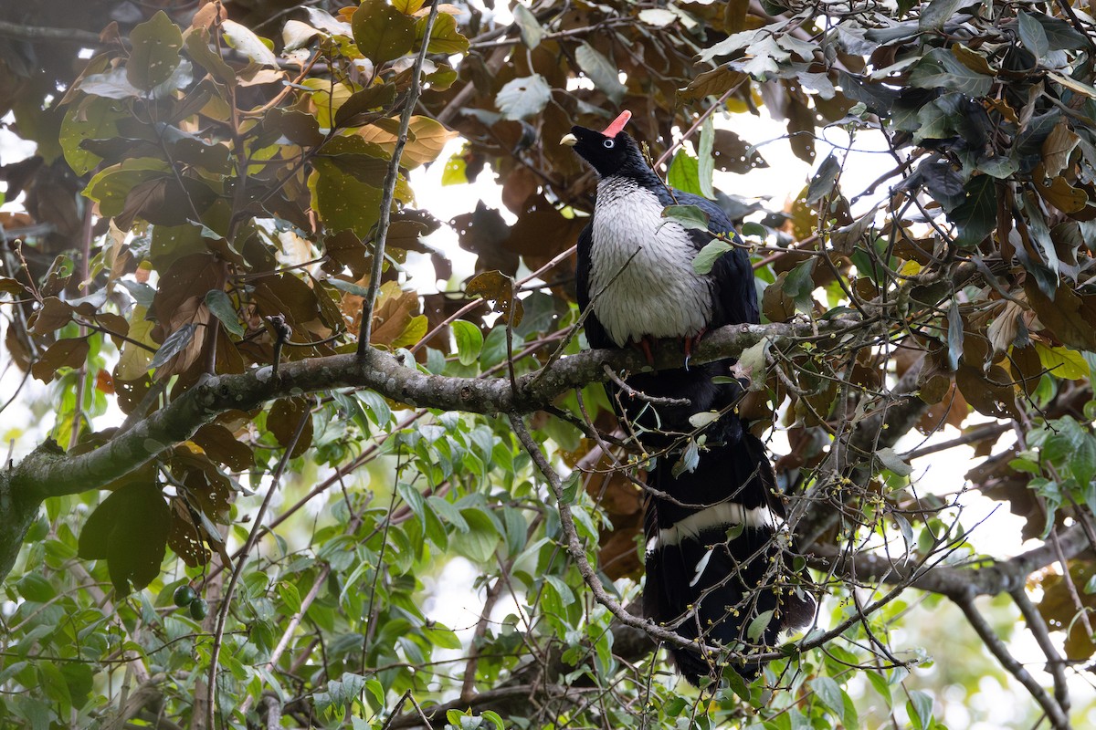 Horned Guan - ML645528801