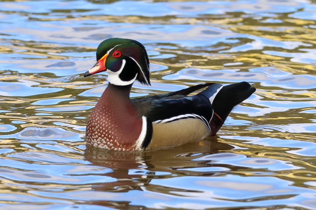Wood Duck - ML645528803