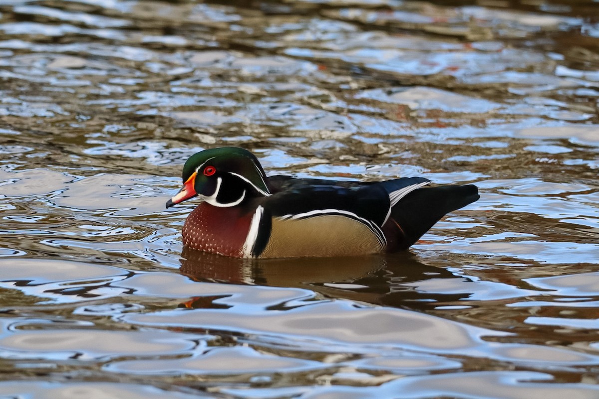Wood Duck - ML645528804