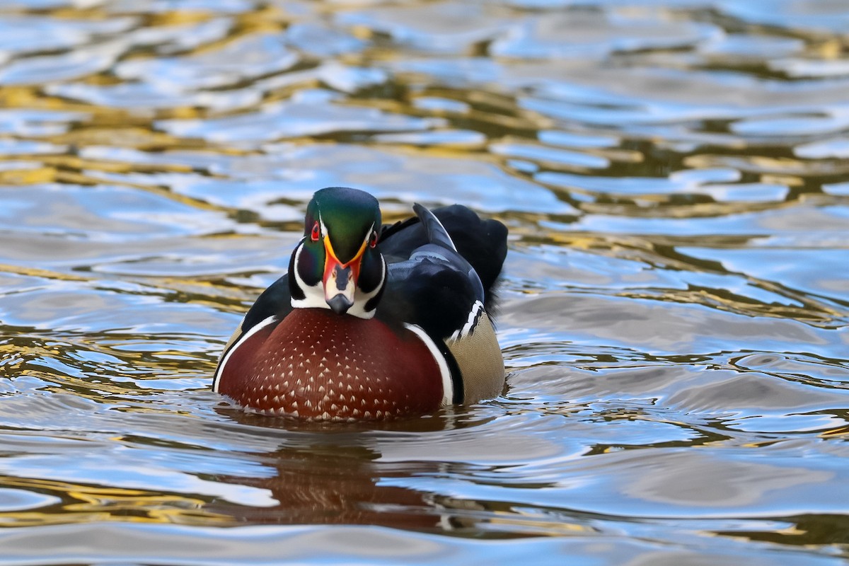 Wood Duck - ML645528805