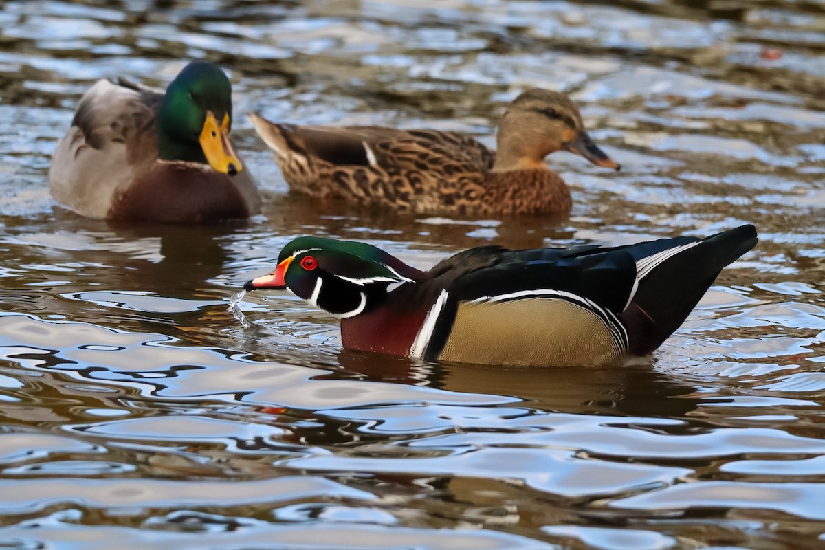 Wood Duck - ML645528806