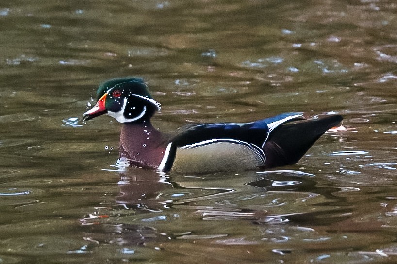 Wood Duck - ML645528808