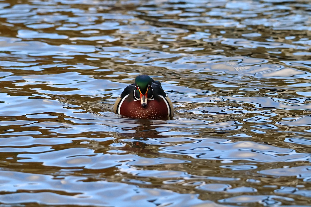 Wood Duck - ML645528809