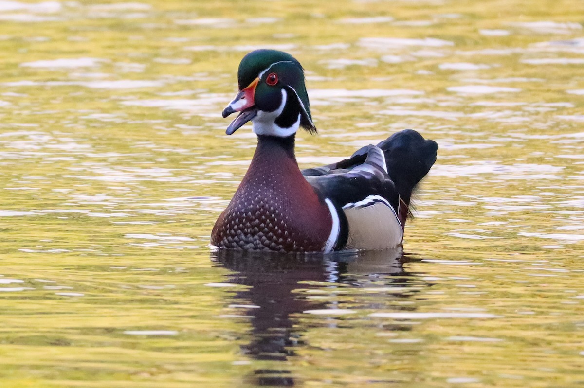 Wood Duck - ML645528810