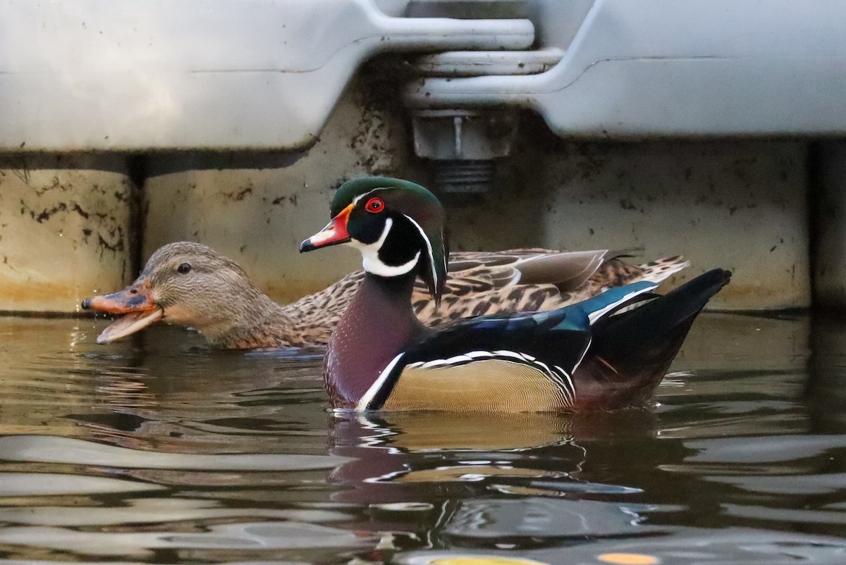 Wood Duck - ML645528811