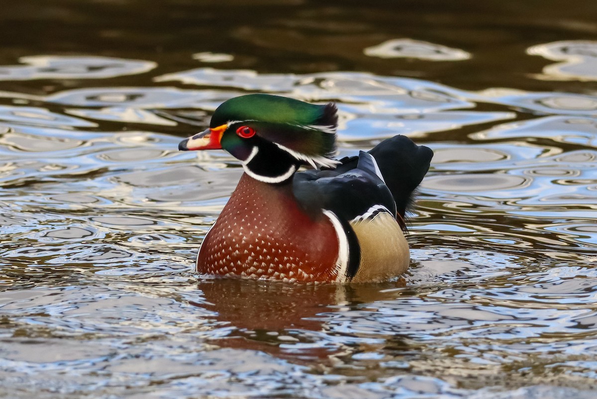 Wood Duck - ML645528812
