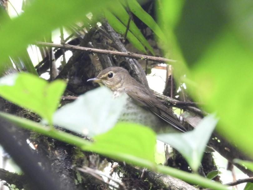Swainson's Thrush - ML645528814