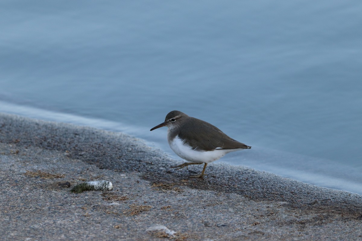 Least Sandpiper - ML645528815