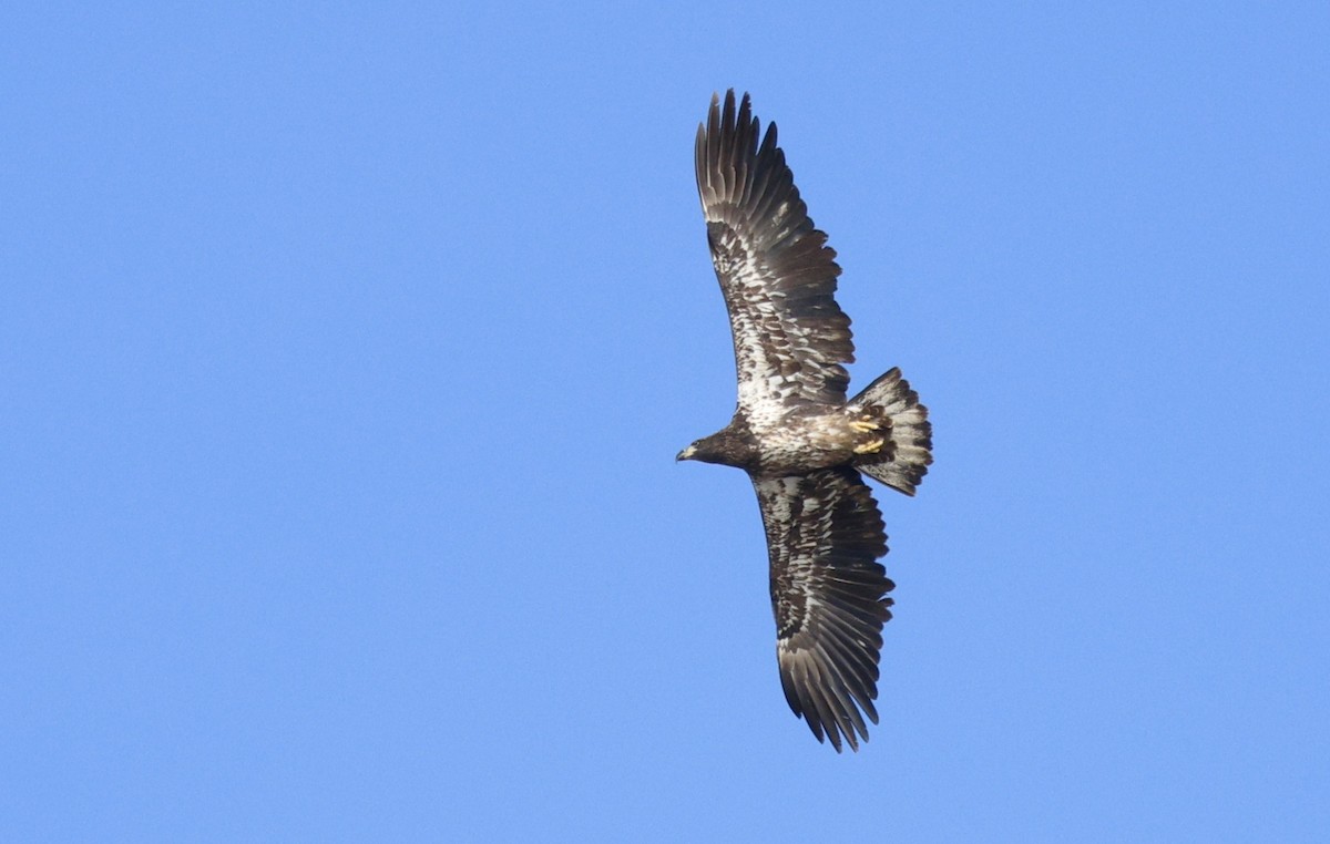 Bald Eagle - ML645528816