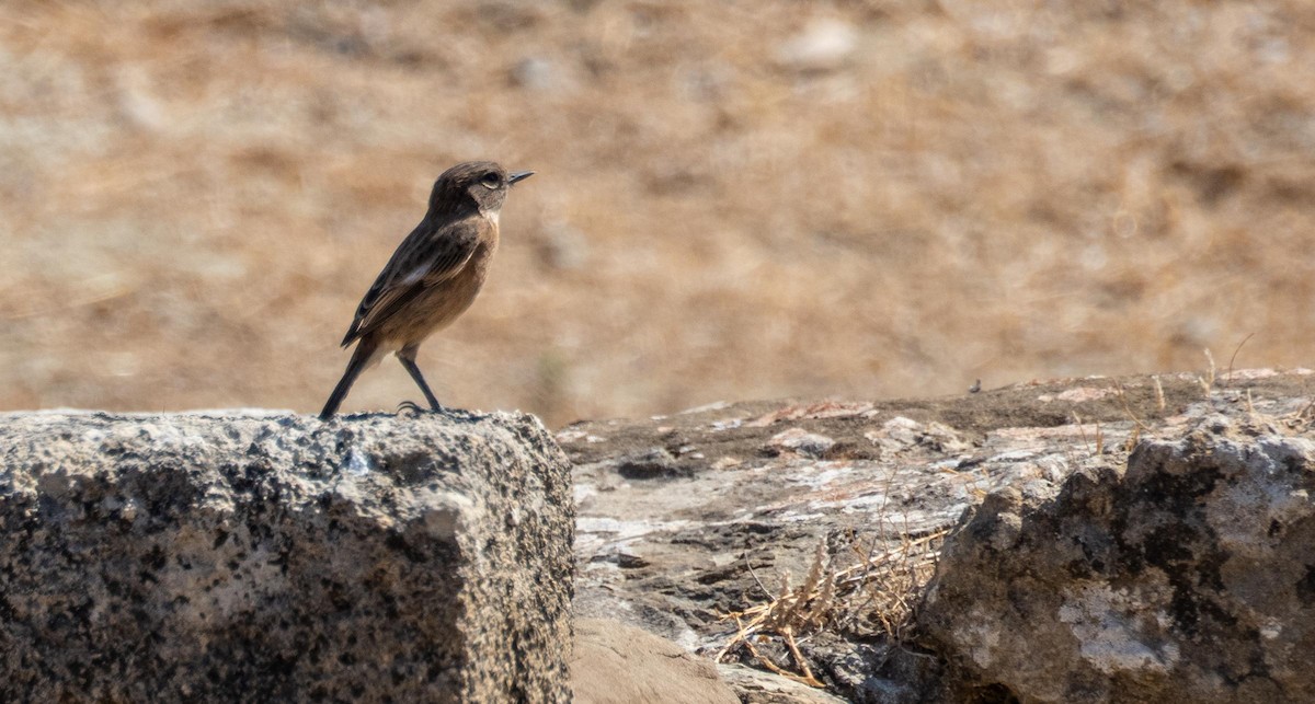 European Stonechat - ML645528817