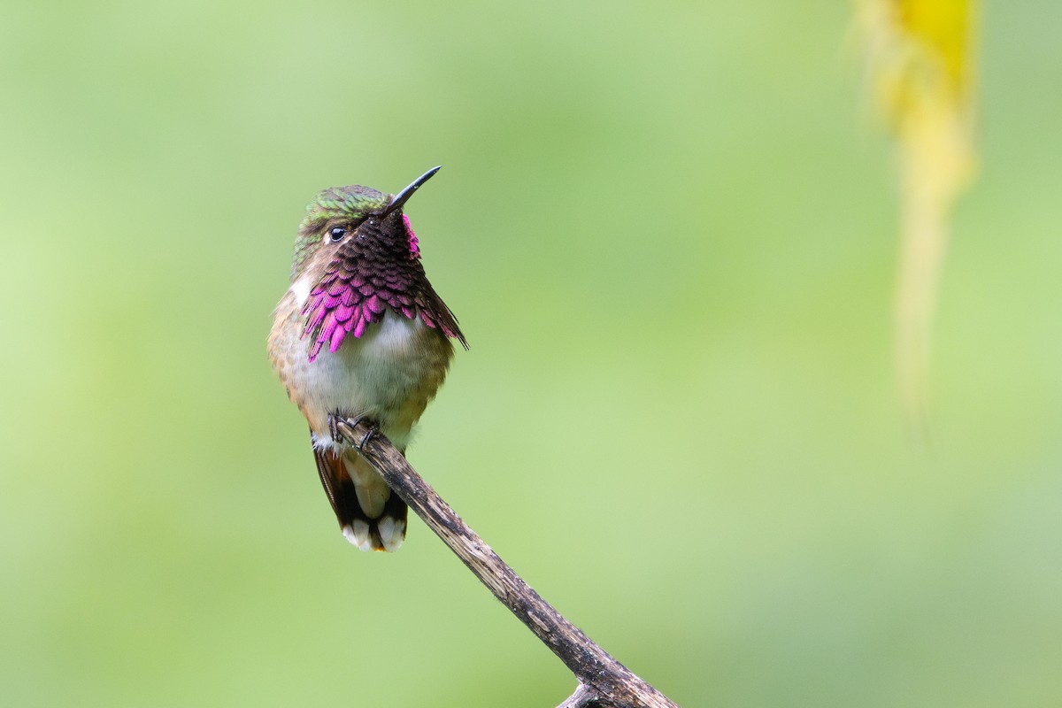 Wine-throated Hummingbird - ML645528818