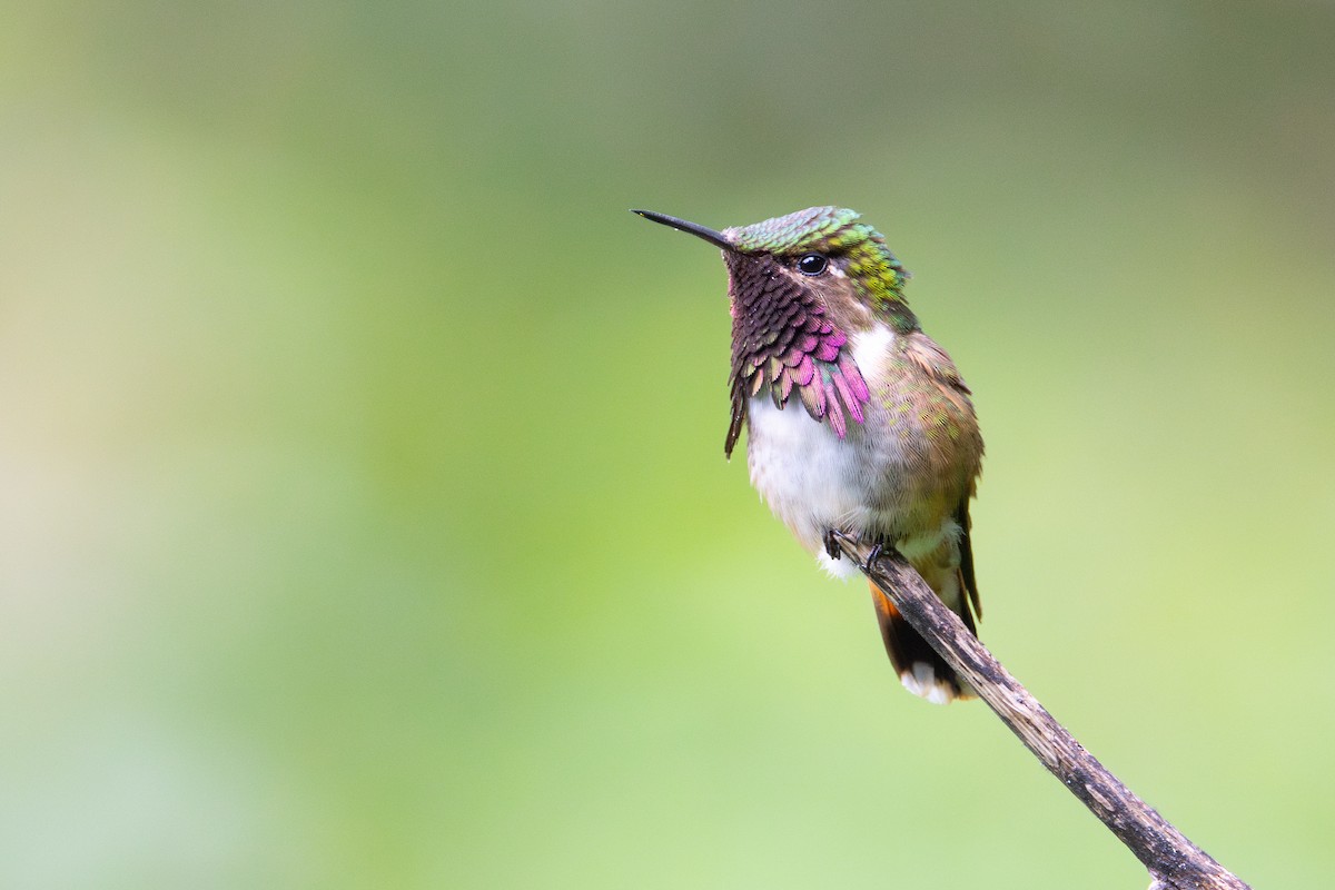 Wine-throated Hummingbird - ML645528819