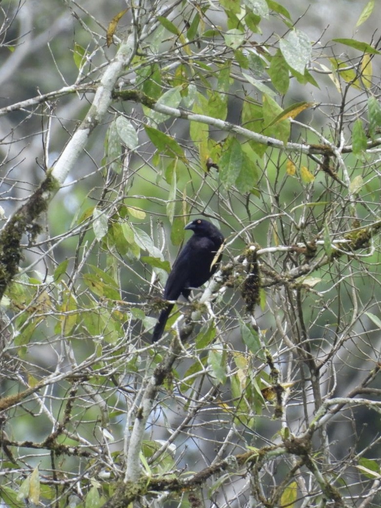 Giant Cowbird - ML645528821