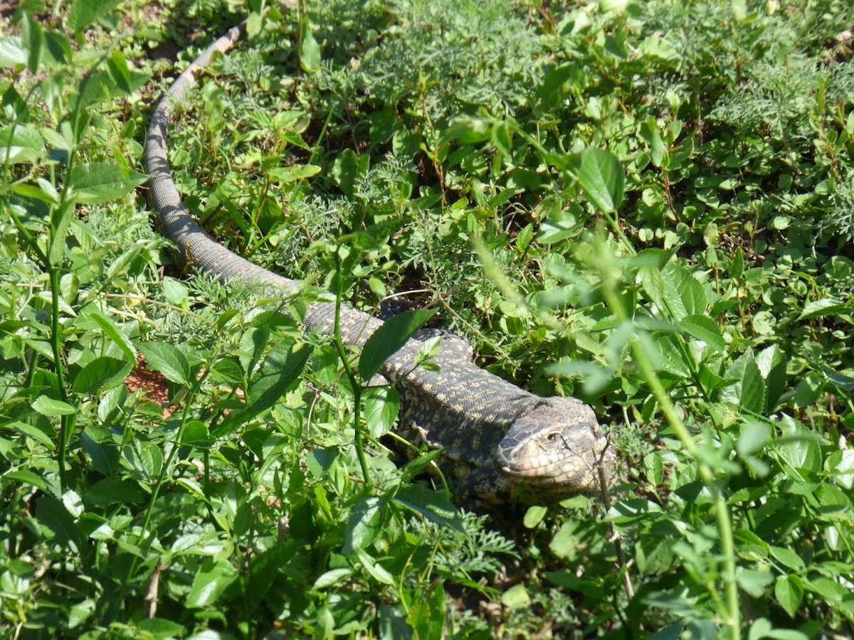 Argentine Black-and-white Tegu - ML645528822