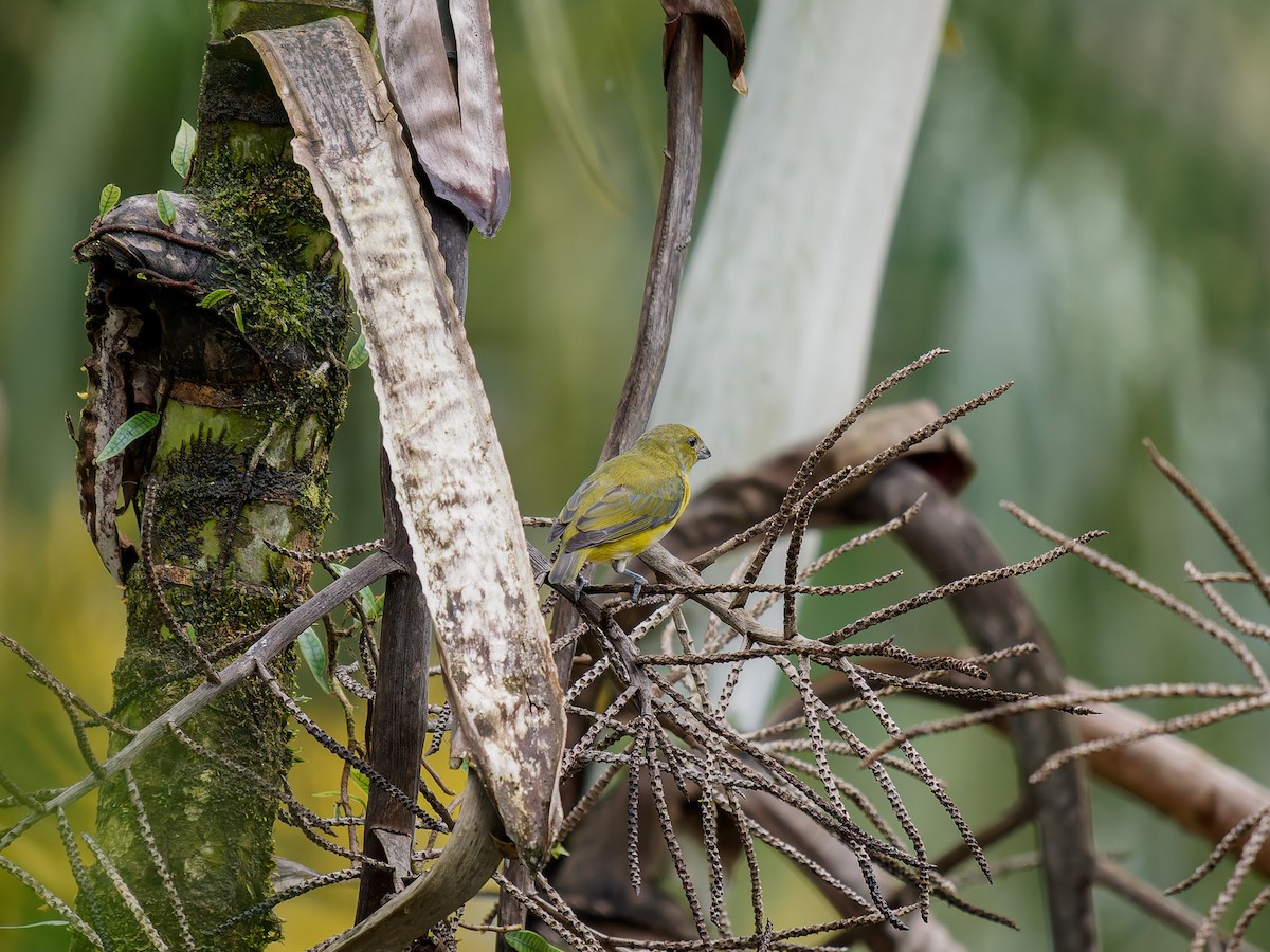 Yellow-throated Euphonia - ML645528823
