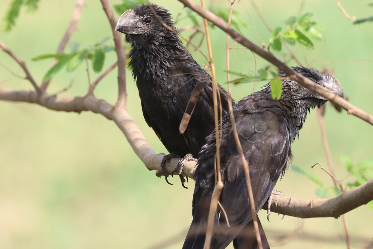 Smooth-billed Ani - ML645528824