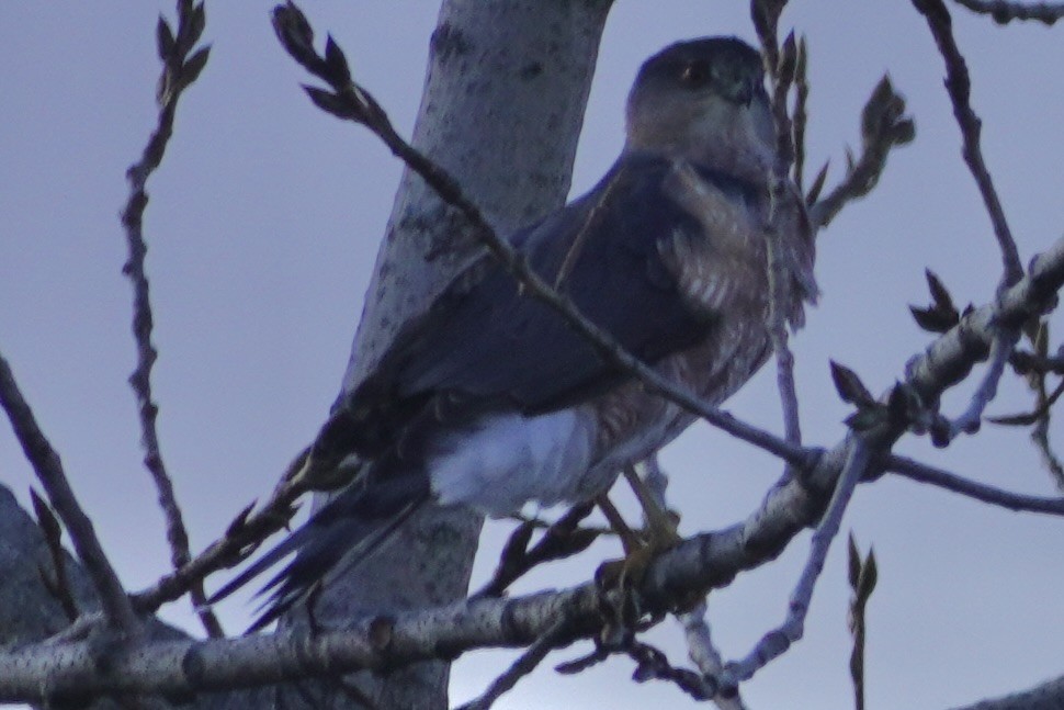 Cooper's Hawk - ML645528829