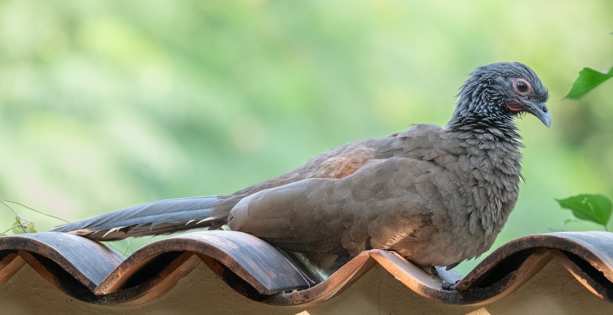West Mexican Chachalaca - ML645528831