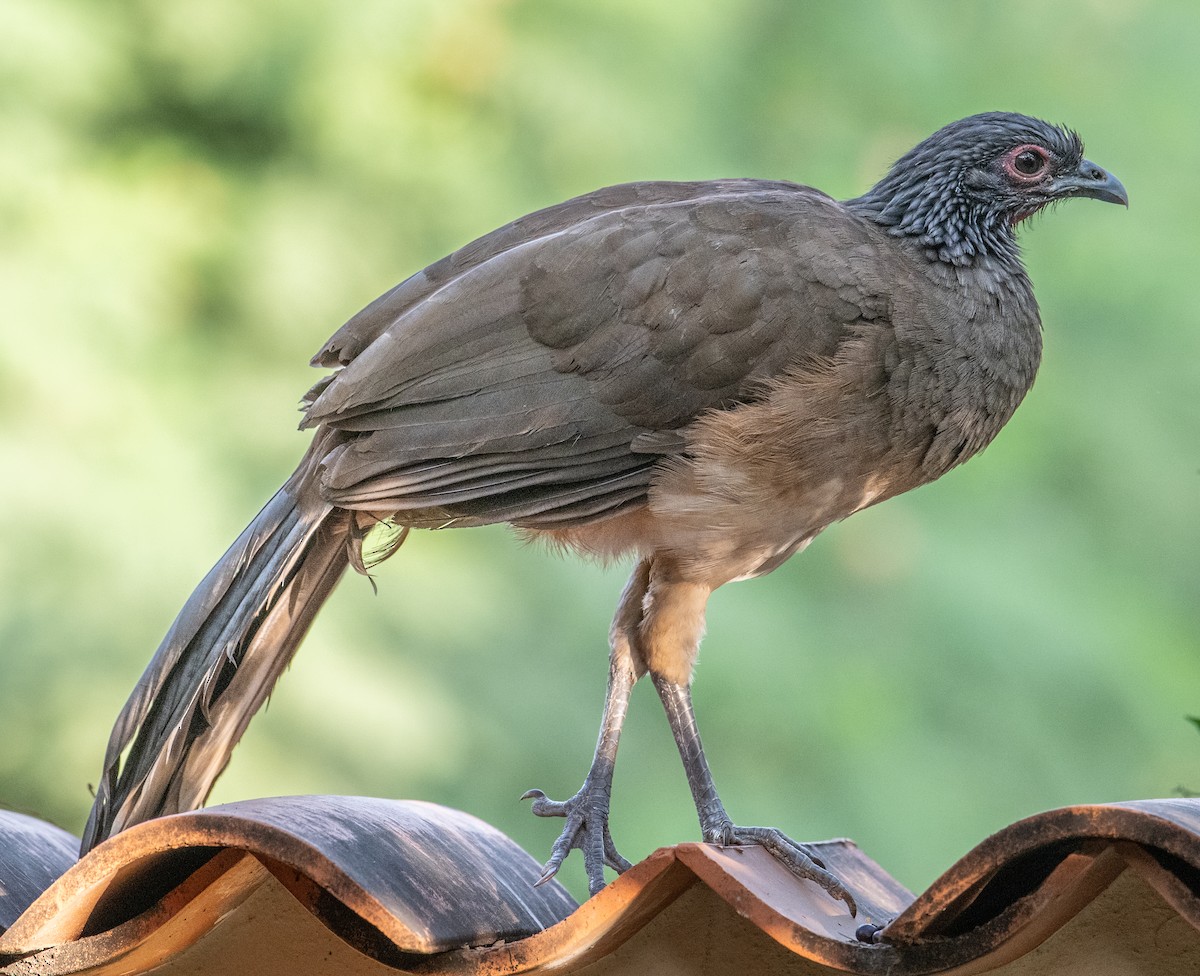 West Mexican Chachalaca - ML645528832