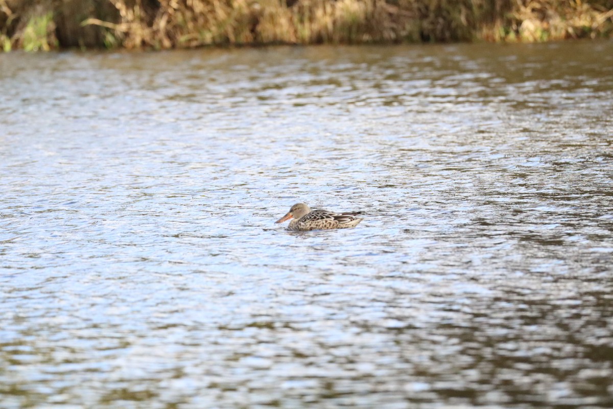 Northern Shoveler - ML645528834