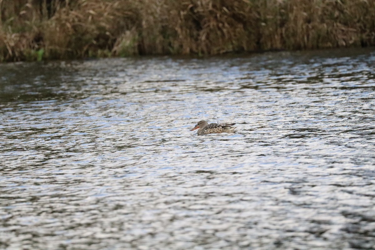 Northern Shoveler - ML645528835
