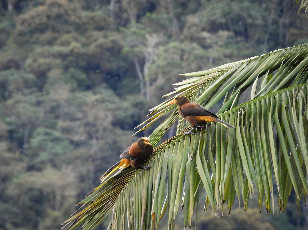 Russet-backed Oropendola - ML645528848