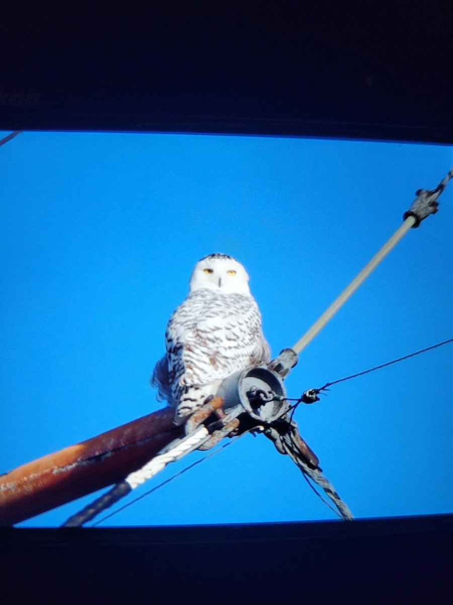 Snowy Owl - ML645528850