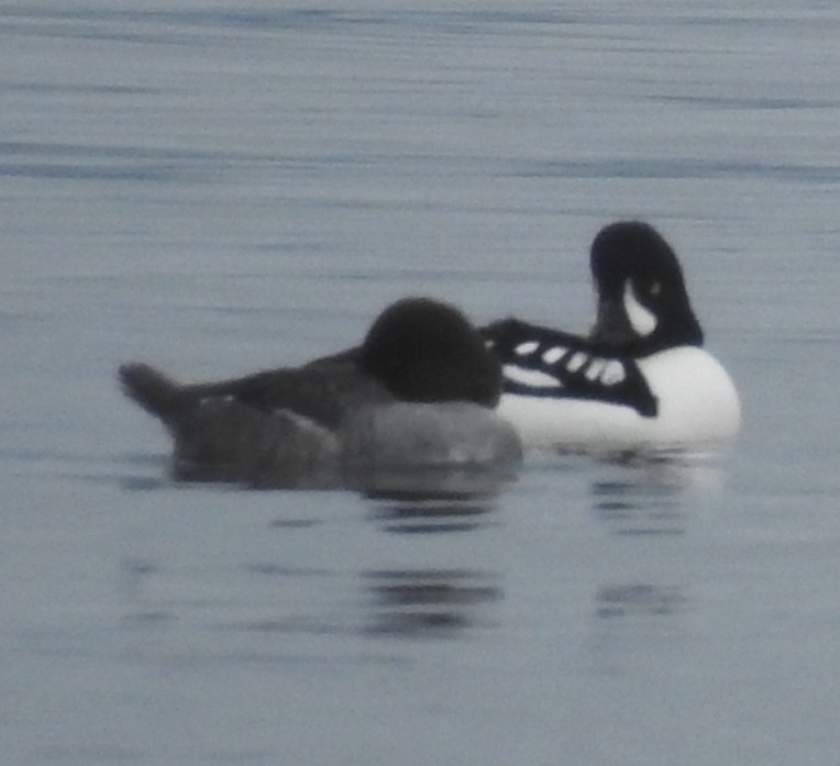 Porrón Islándico - ML645528853