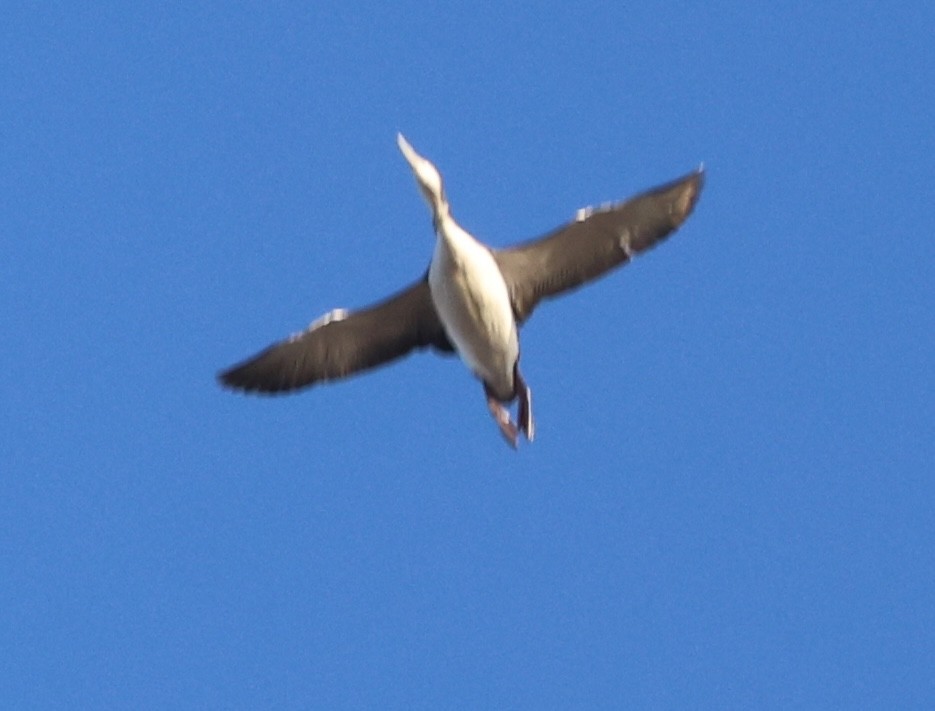 Red-breasted Merganser - ML645528854