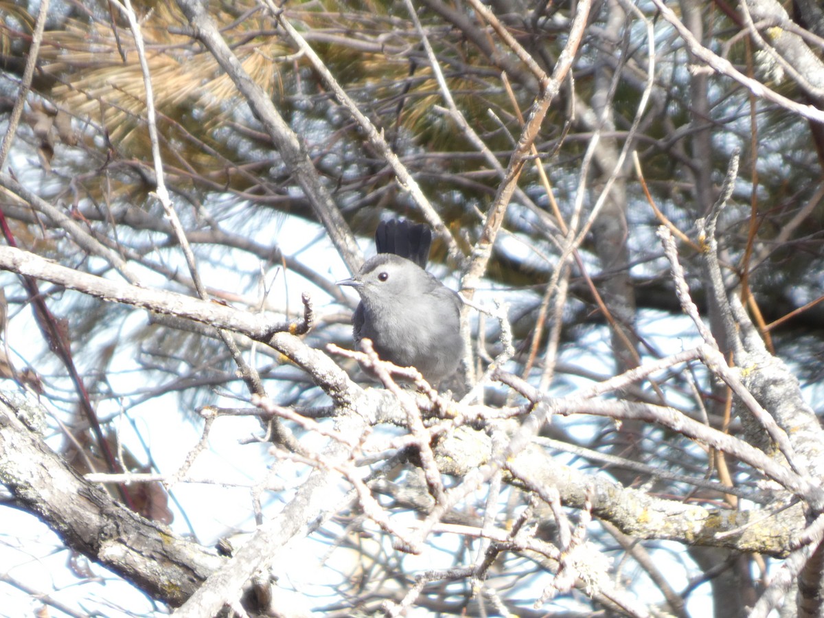ימימן אמריקני - ML645528857